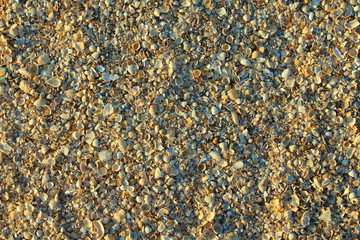 Shell beach. Small different shells by the sea. Background. Texture.