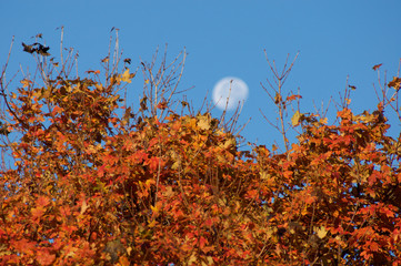 Morning Moon with an autumn fall tree colorful