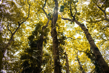 Fototapeta premium into de woods