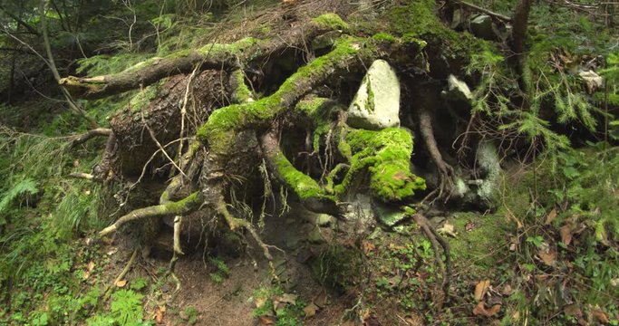 Moss on Exposed Roots of Fallen Tree in Temperate Forest