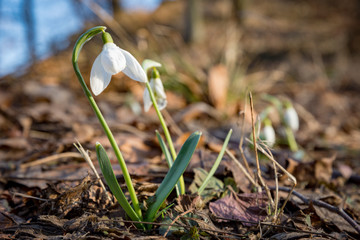 snowdrops in the forest