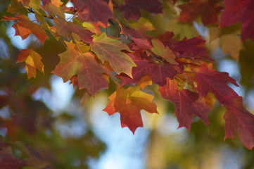 Leaves Autumn Sun Colorful