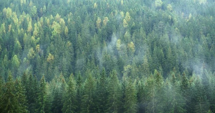 Vapor Rises and Condenses over Temperate Rainforest in Timelapse