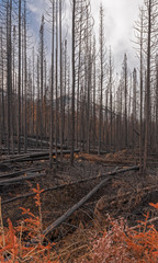 Forest Fire Snags in Kootenay National Park