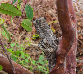 Strawberry tree (Arbutus or Pacific Madrona, Madrone) - evergreen tree with rich orange-red bark. 