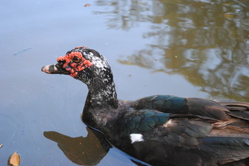 The Ugly Duckling