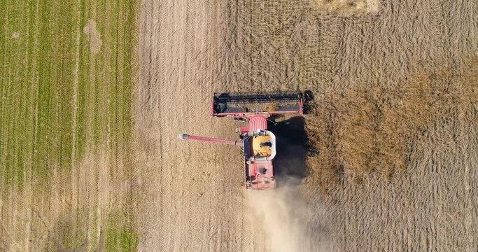 Combine agriculture machine collecting grain in the field. Aerial top view