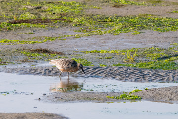 Red knot wading in salt marshes of Waddensea, Netherlands