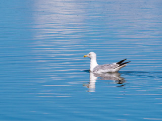 Fototapeta na wymiar European herring gull, Larus argentatus, swimming in water, Netherlands