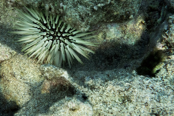Fototapeta na wymiar underwater 