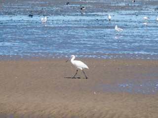 Spoonbill, Platalea leucorodia, walking on sand flat at low tide of Waddensea, Netherlands