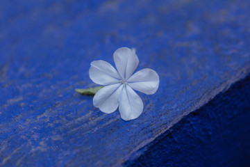 Fototapeta na wymiar Fleure bleue sur mur bleu