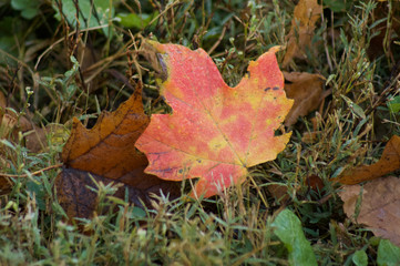 Naklejka na ściany i meble Leaves Colorful Autumn