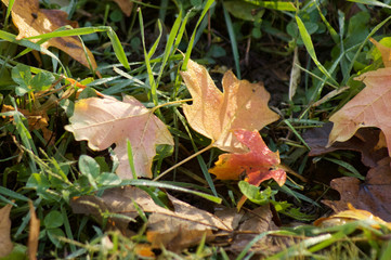 Leaves Colorful Autumn