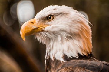 Eagle N1