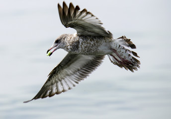 Seagull in flight