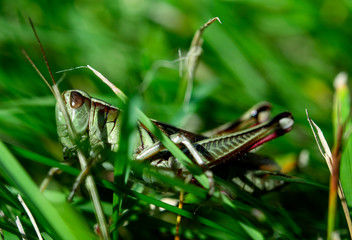 grasshopper on green grass