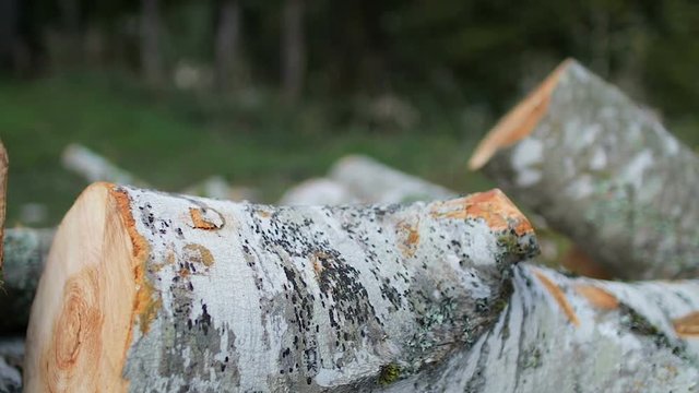 Stack of logs chopped trees