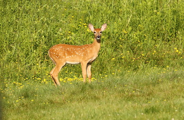 White tailed deer,fawn on the meadow,natural area in Wisconsin