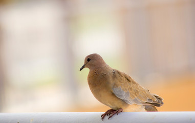 A  mourning dove (Zenaida macroura) sitting peacefully on a balcony edge.