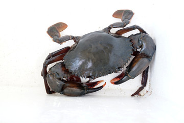 Serrated mud crab ( Serrated mud crab, Mangrove crab, Black crab, Giant mud crab; Scylla serrata) isolated on white background