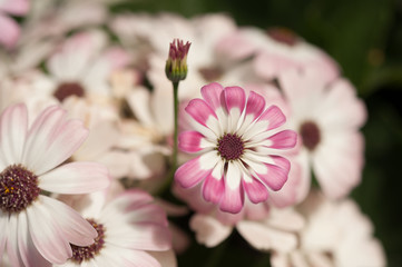 Pink and white bloom