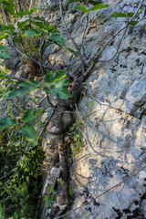 a nice fig tree grows through a rock