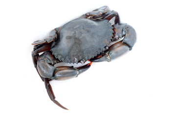 Serrated mud crab ( Serrated mud crab, Mangrove crab, Black crab, Giant mud crab; Scylla serrata) isolated on white background