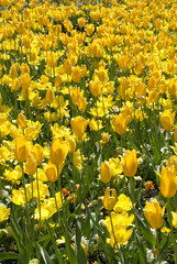 Fototapeta premium Tulips