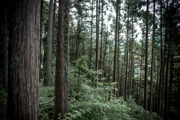 Obraz premium path in forest