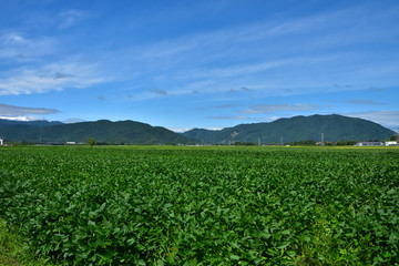 Fototapeta na wymiar 滋賀　夏空と田園風景