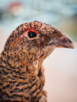 Close-up portrait of a red partridge.