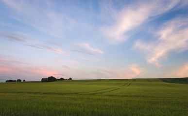 Summer sunset with wheat fields