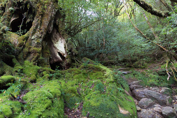 Yakushima Forest in Japan