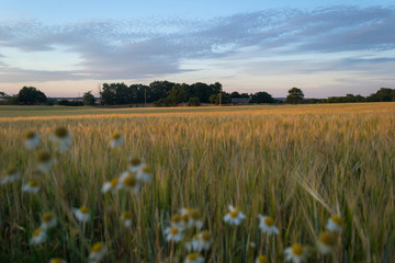 Fototapeta premium Daisies and the wheat field