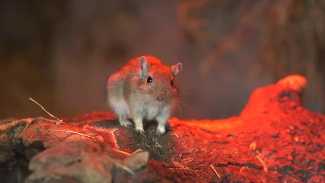 Mongolian gerbils at the zoo