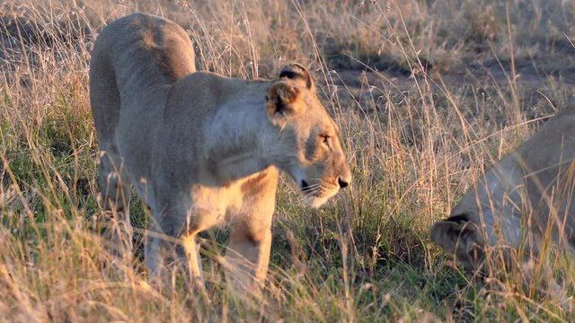 Two lioness digging hole at sunrise in Maasai Mara Park