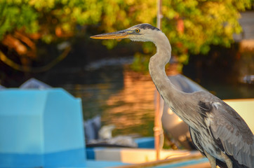 ガラパゴスオオアオサギ