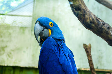 brazilian macaw