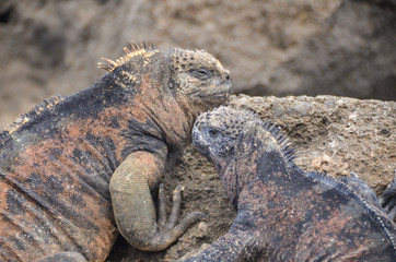 ガラパゴスウミイグアナ