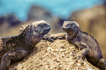 ガラパゴスウミイグアナ