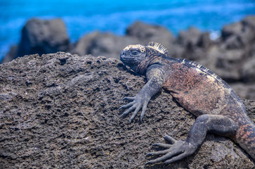 ガラパゴスウミイグアナ
