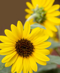 yellow flower closeup of a sunflower