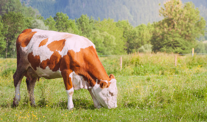 Fototapeta na wymiar Cow grazing on green meadow.