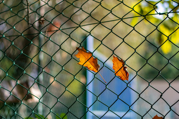 Rusty autumn leaf, caught in a fence 