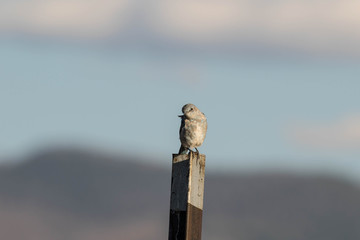 Western Bluebird on a T-Post
