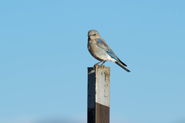 Western Bluebird on a Post