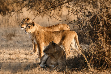 Three lionesses (Panthera leo) in the bush.