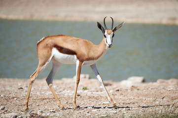 Springbok ( Antidorcas marsupialis), an african Mammal.