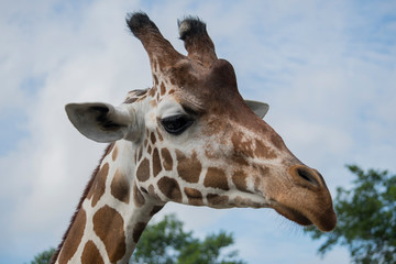 Naklejka premium giraffe